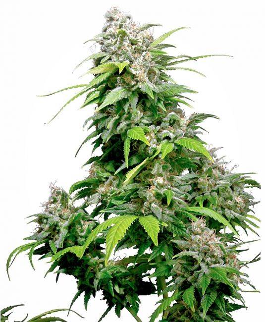 dd870d9b04d57650475cec4a9751ad65f5becd1234f6e2f8a2b4d1b199730413.jpeg Old School California Indica cannabis seeds by Sensi Seeds