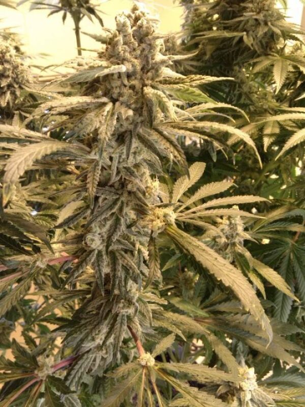 do-si-2-1-1.jpeg Sharkys Genetics - Do Si Pie