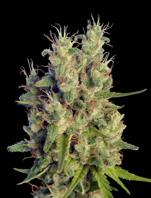 e34630ef7acc2b72b765d8e3666cb28cc6f74e18c6c2c954cf88a145ddcb90d6.jpeg Ace Seeds - Super Malawi Haze Regular Seeds