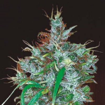 f3aebc110b2bdd95e642c9f544f66dc3a33dd05afbd8568919f1ef9395a96156.jpeg Ace Seeds - Panama Haze Feminized Seeds
