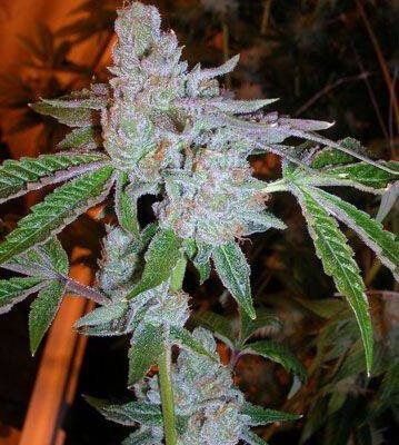 f9e878f0c5e388642a531fcb512ea294e279385f763528ef8024a5d0e9ac652f.jpeg The Cali Connection - Tahoe OG Kush Feminised Seeds - 6