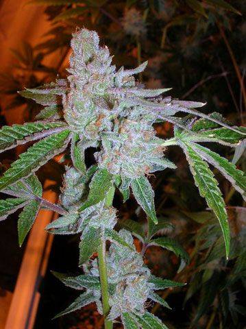The Cali Connection - Tahoe OG Kush Feminised Seeds - 6