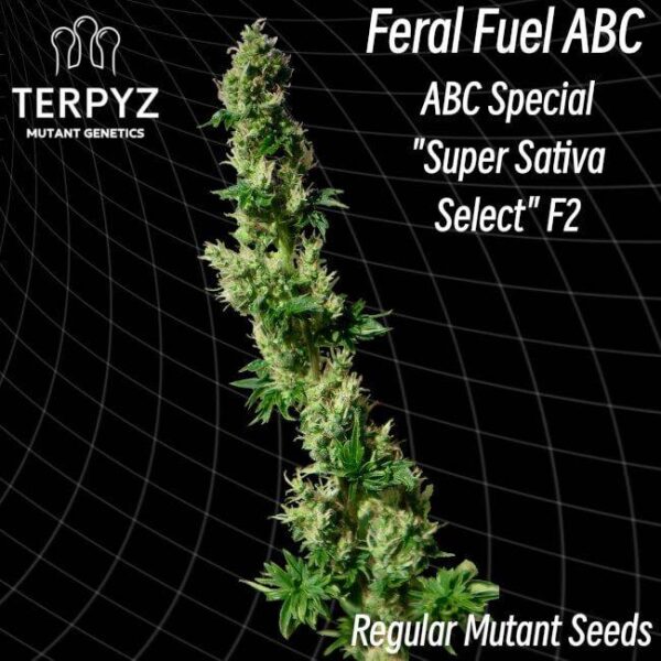 feral-fuel-abc.jpg Feral Fuel ABC by TerpyZ Mutant Genetics Regular Seeds 10