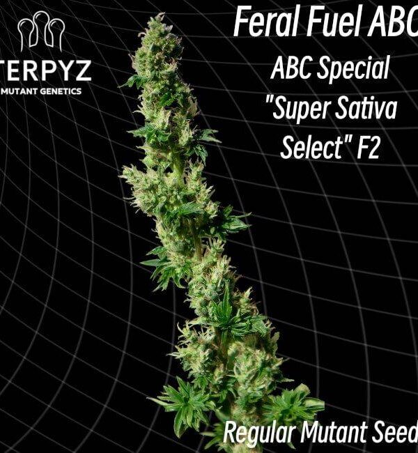 feral-fuel-abc.jpg Feral Fuel ABC by TerpyZ Mutant Genetics Regular Seeds 10