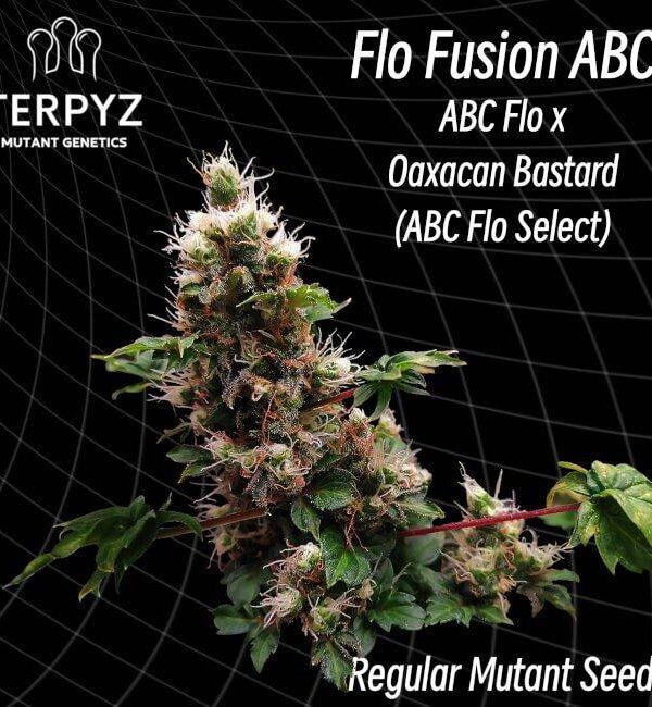 flo-fusion-abc.jpg TerpyZ Mutant Genetics - Flo Fusion ABC Regular Seeds - 10