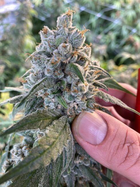 frosted-guava-auto-web.jpg Mosca Seeds - Frosted Guava Auto Feminised Seeds - 5