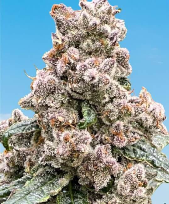 frosted-raspberries-web.jpg Mosca Seeds - Frosted Raspberries S1 Feminised Seeds - 6