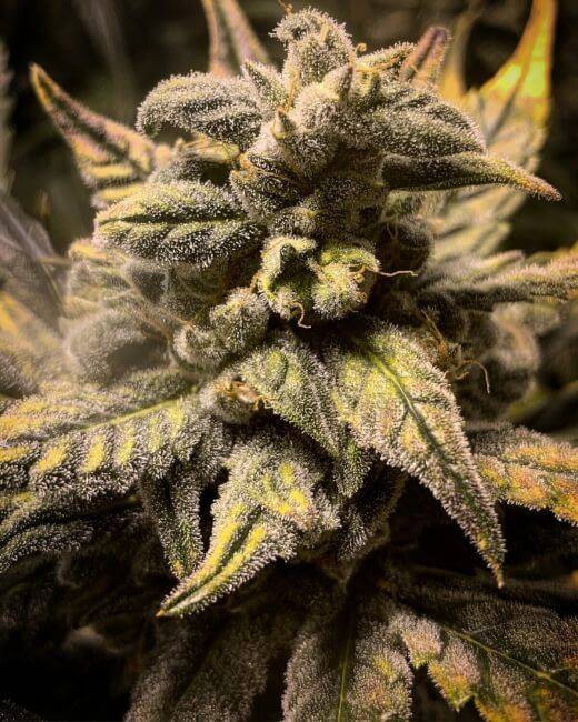 frosted-skywalker-auto-web.jpg Mosca Seeds - Frosted Skywalker Auto Feminized Seeds - 5