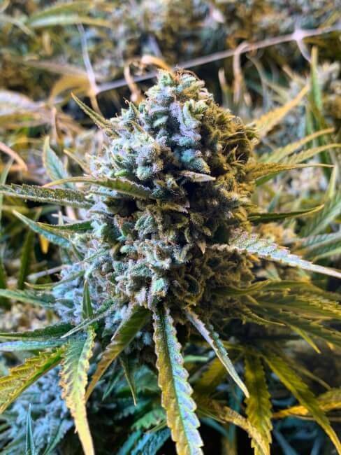 frosted-watermelon-auto-web.jpg Mosca Seeds - Frosted Watermelon Auto Feminized Seeds - 5