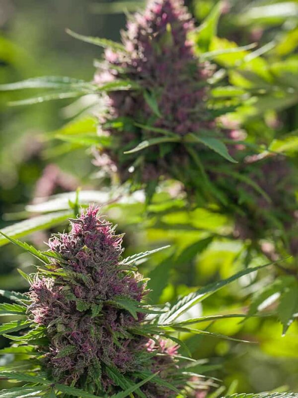Picture of Landrace Wardens Gilgit Purple Landrace outdoors