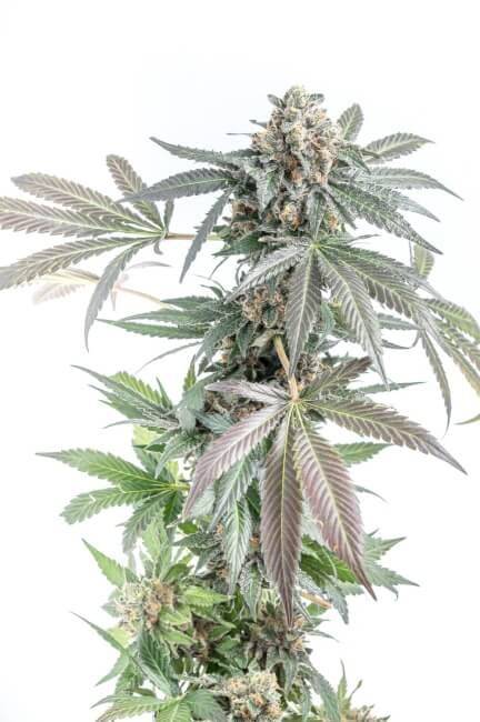gorilla-cookies-cake-auto-web.jpg Mosca Seeds - Gorilla Cookies Cake Auto 5 Feminized Seeds