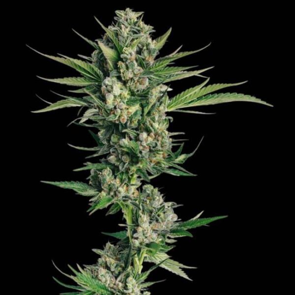 honeycomb-chem_1.jpg Trilogene Seeds - Honeycomb Chem Feminized Seeds - 5