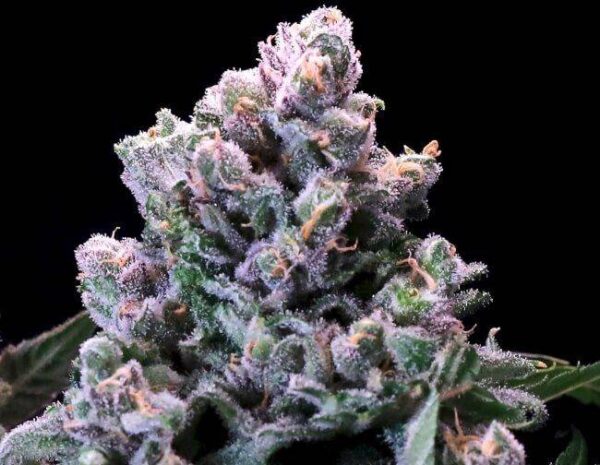 huckleberry-pie-fast.jpg Atlas Seeds - Huckleberry Pie FAST - 5 Feminized Seeds