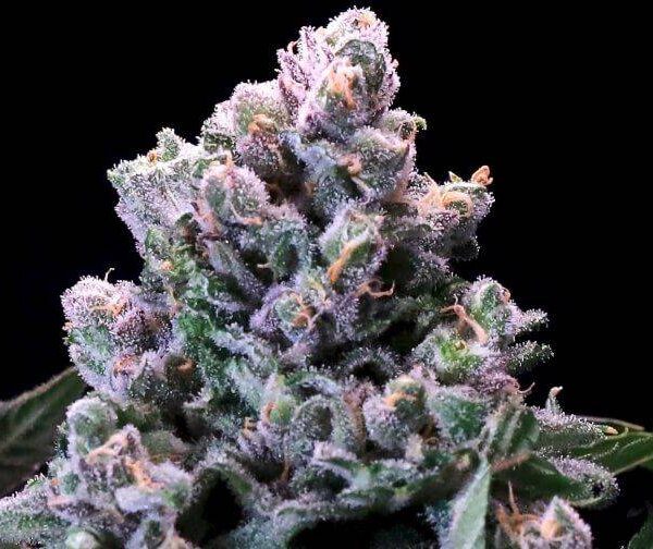 huckleberry-pie-fast.jpg Atlas Seeds - Huckleberry Pie FAST - 5 Feminized Seeds