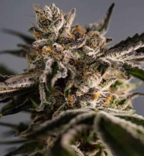 ice-cold.jpg Trilogene Seeds - Ice Cold Feminized Seeds - 5
