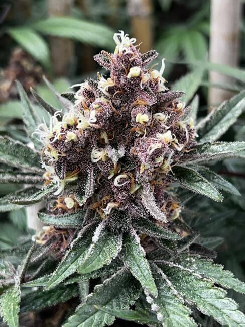 ice-pie-x-raspberry-boogie-web.jpg Mosca Seeds - Ice Pie x Raspberry Boogie Feminised Seeds - 6