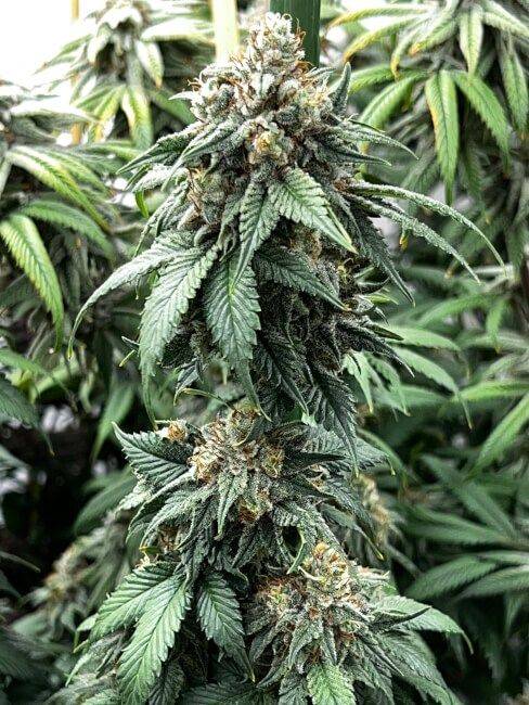 Mosca Seeds - Indiana Bubble Gum BX Feminised Seeds - 6