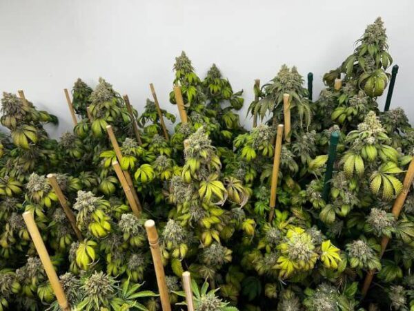 Mosca Seeds - Indiana Bubble Gum S1 Feminised Seeds - 6