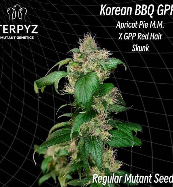 korean-bbq-gpp.jpg TerpyZ Mutant Genetics - Korean BBQ GPP Regular Seeds - 10