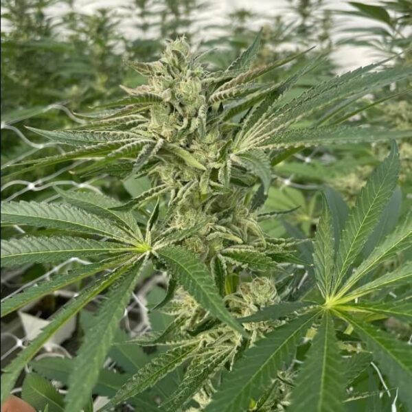 Trilogene Seeds - Latte Lato Feminized Seeds - 5
