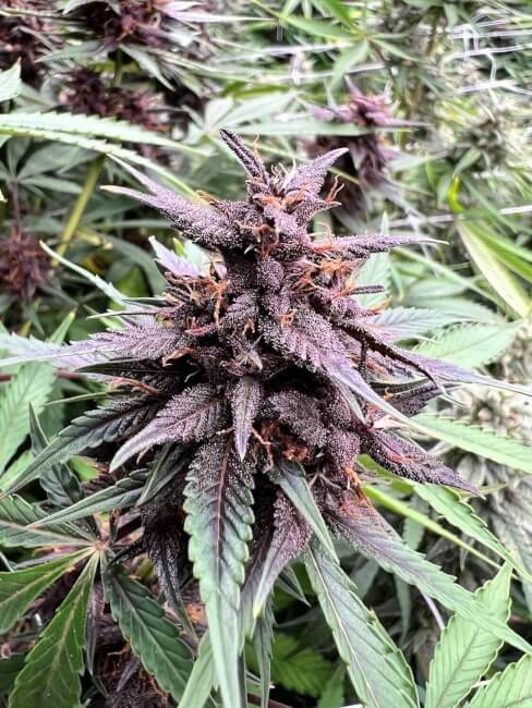 neon-gummyz-auto-web.jpg Mosca Seeds - Neon Gummyz Auto Feminised Seeds - 5