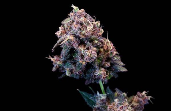 outer-space-cake-opt.jpg Atlas Seeds - Outer Space Cake - 5 Feminized Seeds