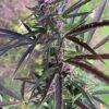 panama_haze_ace_seeds-1-1.jpg Ace Seeds - Panama Haze Regular Seeds