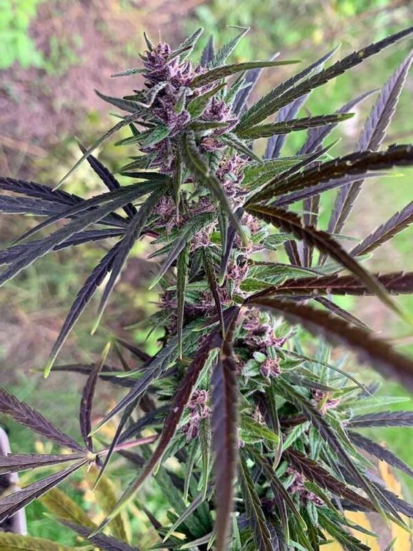 panama_haze_ace_seeds-1-1.jpg Ace Seeds - Panama Haze Regular Seeds