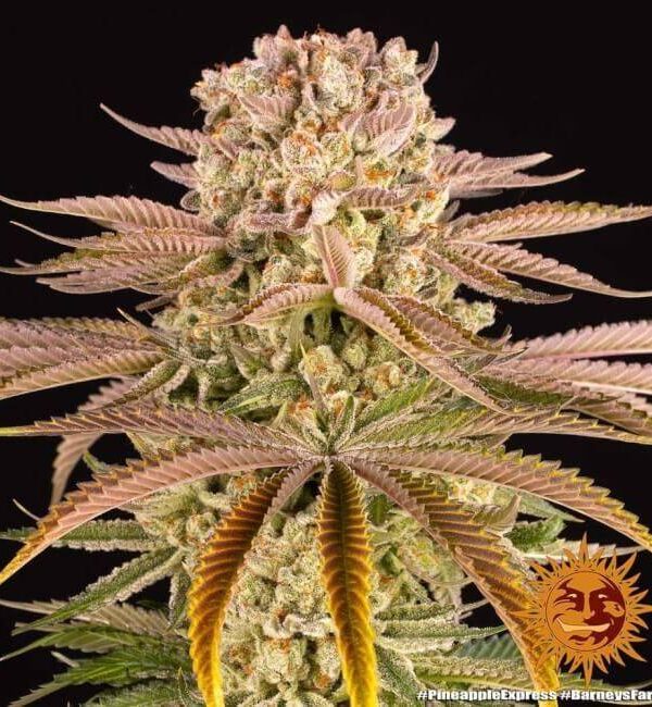 pineapple-express-Barneys-Farm-1-1.jpg Barney's Farm - Pineapple Express