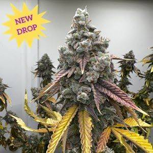 Mosca Seeds - Pineapple Whip S1 Feminised Seeds - 6