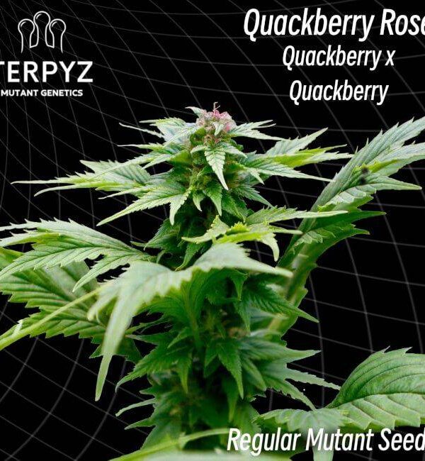 quackberry-rose.jpg Quackberry Rose seeds by TerpyZ Mutant Genetics