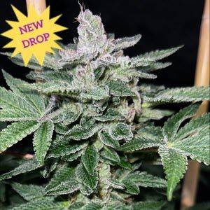 raspberry-boogie-s2-feminized.jpg Mosca Seeds - Raspberry Boogie S2 Feminised Seeds - 8