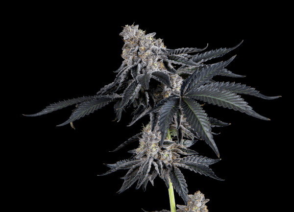 rhapsody-web.png Mosca Seeds - Rhapsody Feminised Seeds - 6