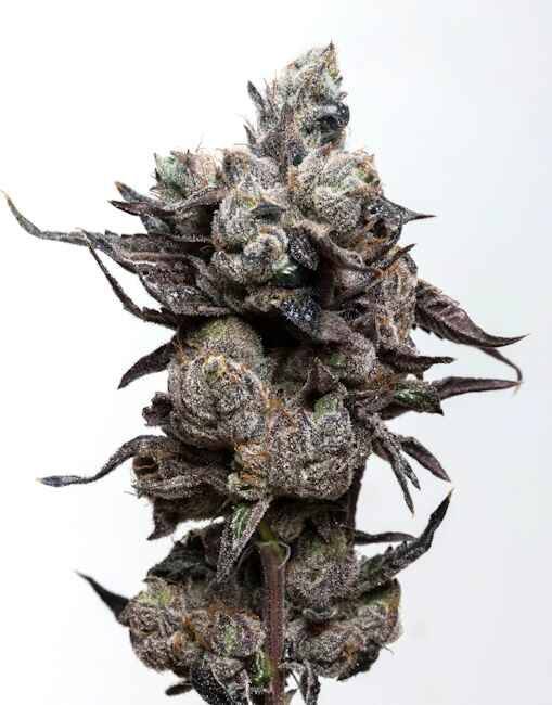 runtz-s1-opt.jpg Elev8 Seeds - Runtz S1 6 Feminized Seeds