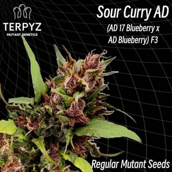 sour-curry-ad.jpg TerpyZ Mutant Genetics - Sour Curry AD Regular Seeds - 10