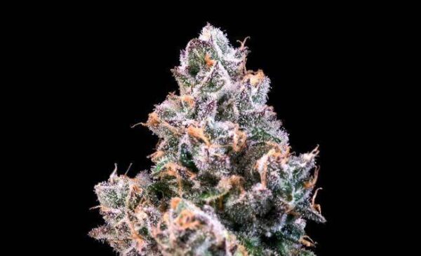space-station.jpg Atlas Seeds - Space Station - 5 Feminized Seeds