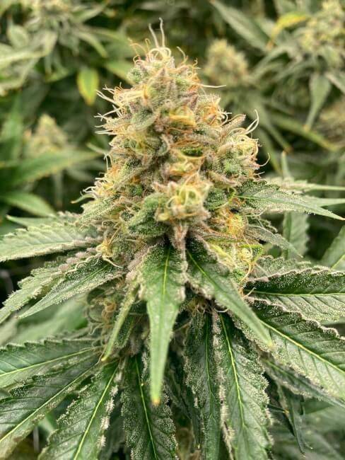 strawberry-guava-auto-web.jpg Mosca Seeds - Strawberry Guava Auto 5 Feminized Seeds