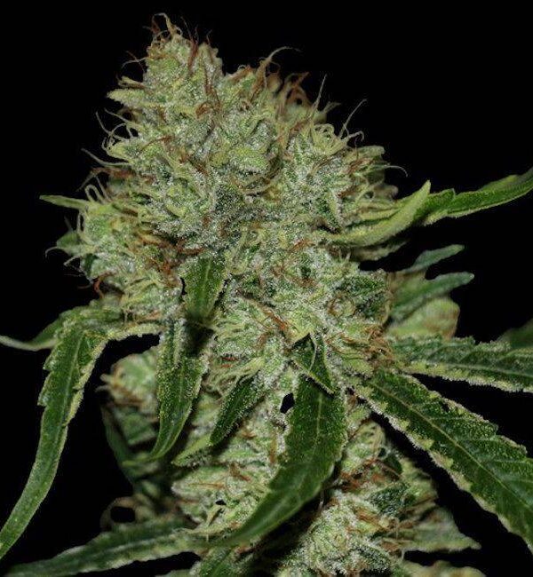 Tangielope cannabis plant picture grown from seeds by DNA Genetics. Socal Seed Vault now carries this amazing strain.