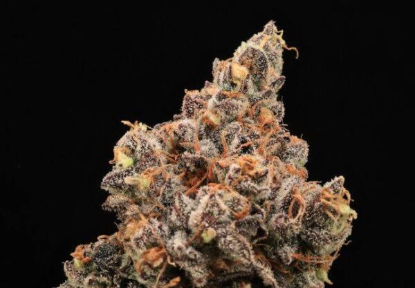 the-pandalorian.jpg Atlas Seeds - The Pandalorian - 5 Feminized Seeds