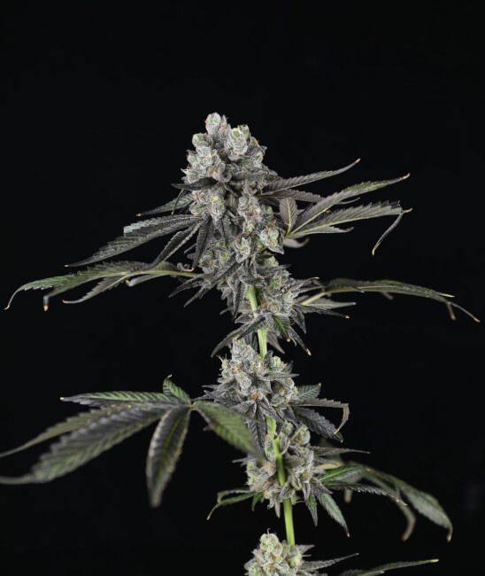 tres-grapes-sky-auto-web.jpg Mosca Seeds - Tres Grapes Sky Auto Feminised Seeds - 5