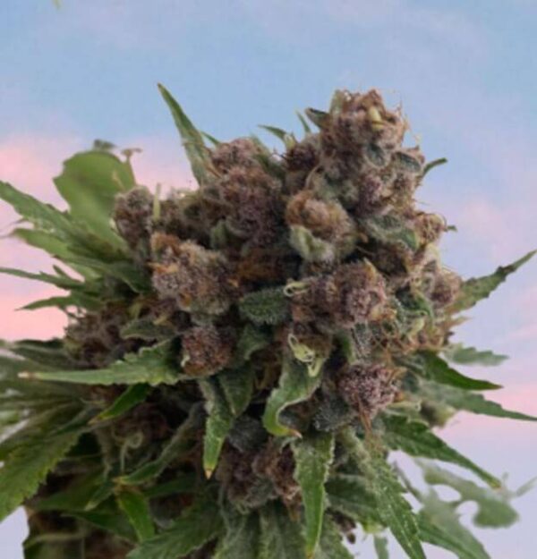 venus-blue-web.jpg Mosca Seeds - Venus Blue Feminised Seeds - 8