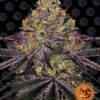 watermelon-zkittlez-Barneys-Farm-1-1-1.jpg Barney's Farm - Watermelon Zkittlez