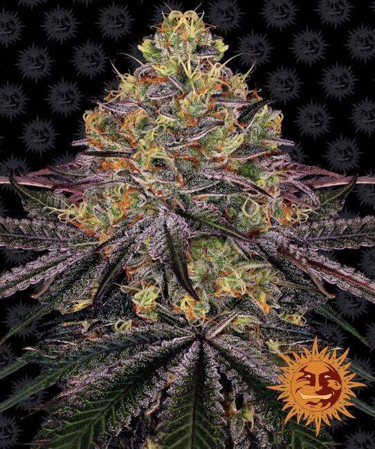 watermelon-zkittlez-Barneys-Farm-1-1-1.jpg Barney's Farm - Watermelon Zkittlez