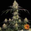watermelon-zkittlez-Barneys-Farm-2-1.jpg Barney's Farm - Watermelon Zkittlez