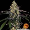 watermelon-zkittlez-Barneys-Farm-3-1-1.jpg Barney's Farm - Watermelon Zkittlez