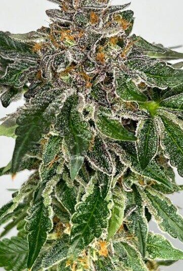 zerum-web.jpg Mosca Seeds - Zerum Feminised Seeds