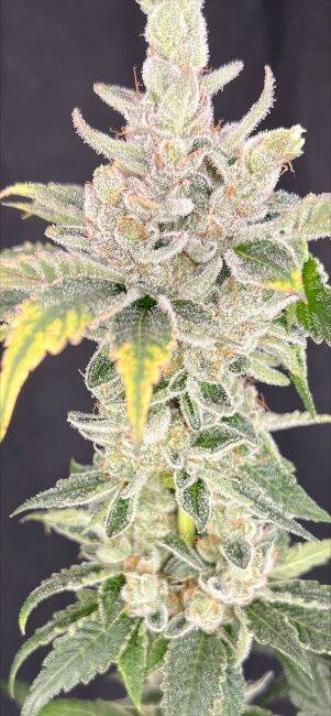 Mosca Seeds - Zoap x Baja Blast Feminised Seeds - 6