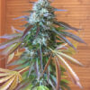 G13_Labs_Purple_Haze_Cannabis_Seeds_Cola Big fat cannabis cola of the Strain of G13 Purple Haze. She has fall color leaves with purple as well.