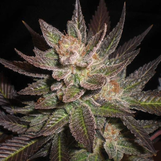 G13 Purple Haze cannabis strain, Picture of Buds with a black Background by G13 Labs