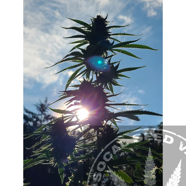 Maui Waui Strain by Nirvana Seeds